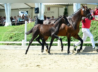 Warmblood austríaco, Yegua, Potro (04/2025), 168 cm, Negro