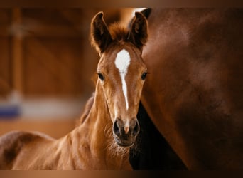 Warmblood austríaco, Yegua, Potro (06/2024), 169 cm, Alazán