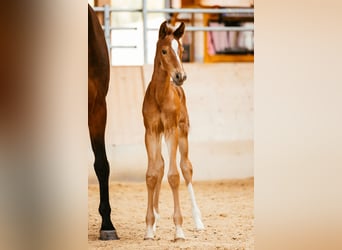 Warmblood austríaco, Yegua, Potro (06/2024), 169 cm, Alazán