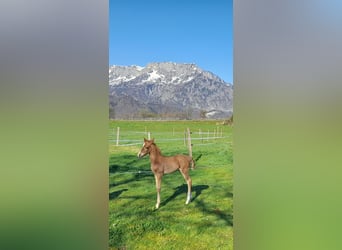 Warmblood austríaco, Yegua, , 170 cm, Alazán