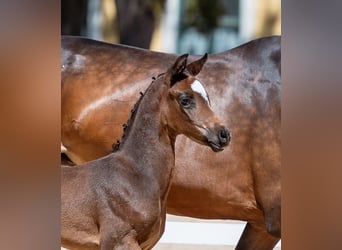 Warmblood austríaco, Yegua, Potro (07/2026), 170 cm, Castaño