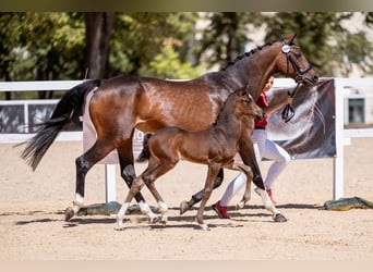 Warmblood austríaco, Yegua, Potro (07/2026), 170 cm, Castaño