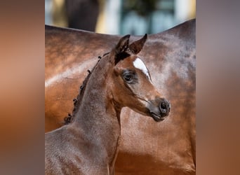 Warmblood austríaco, Yegua, Potro (07/2026), 170 cm, Castaño