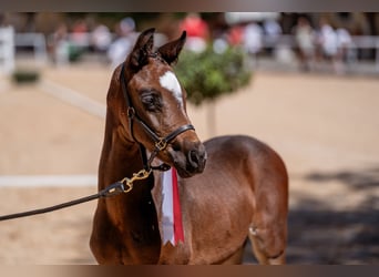Warmblood austríaco, Yegua, Potro (07/2026), 170 cm, Castaño