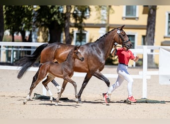 Warmblood austríaco, Yegua, Potro (07/2026), 170 cm, Castaño