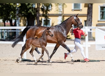 Warmblood austríaco, Yegua, Potro (07/2026), 170 cm, Castaño