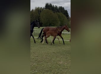 Warmblood austríaco, Yegua, Potro (04/2026), 170 cm, Castaño