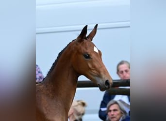 Warmblood austríaco, Yegua, Potro (05/2026), 170 cm, Castaño