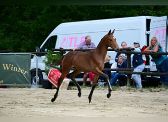 Warmblood austríaco, Yegua, Potro (05/2026), 170 cm, Castaño