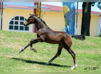 Warmblood austríaco, Yegua, Potro (03/2025), 170 cm, Castaño oscuro
