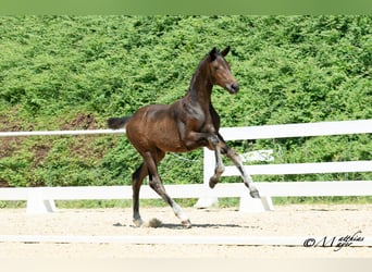 Warmblood austríaco, Yegua, Potro (03/2025), 170 cm, Castaño oscuro