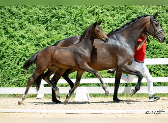 Warmblood austríaco, Yegua, Potro (03/2025), 170 cm, Castaño oscuro
