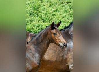 Warmblood austríaco, Yegua, Potro (03/2025), 170 cm, Castaño oscuro