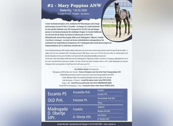 Warmblood austríaco, Yegua, Potro (02/2026), 170 cm, Negro