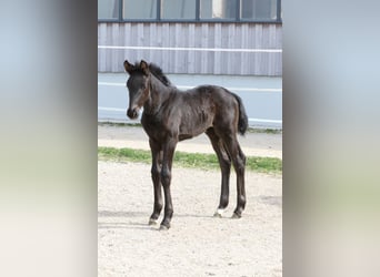 Warmblood austríaco, Yegua, Potro (02/2026), 170 cm, Negro