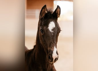 Warmblood austríaco, Yegua, Potro (01/2026), 170 cm, Negro