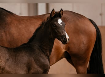 Warmblood austríaco, Yegua, Potro (01/2026), 170 cm, Negro