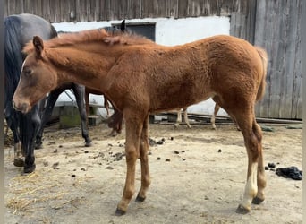 Warmblood austríaco, Yegua, Potro (03/2026), 171 cm, Alazán