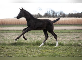 Warmblood austríaco, Yegua, , 172 cm, Negro