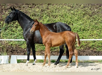Warmblood austríaco, Yegua, Potro (04/2026), Alazán
