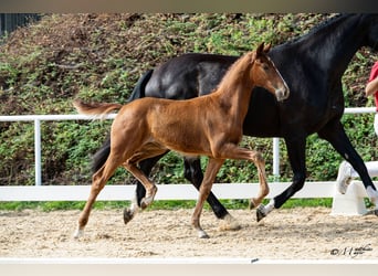 Warmblood austríaco, Yegua, Potro (04/2026), Alazán