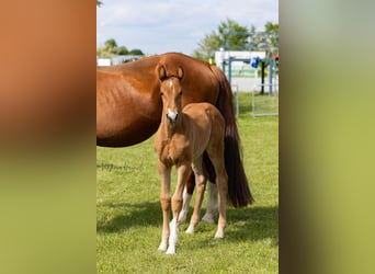 Warmblood austríaco, Yegua, , Alazán