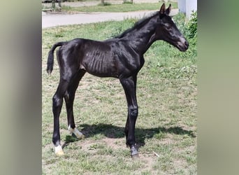 Warmblood austríaco, Yegua, Potro (06/2026), Alazán-tostado