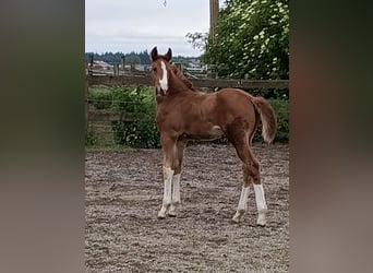 Warmblood austríaco, Yegua, Potro (06/2026), Alazán-tostado
