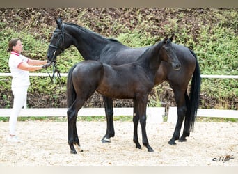 Warmblood austríaco, Yegua, Potro (04/2026)