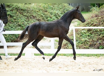 Warmblood austríaco, Yegua, Potro (04/2026)
