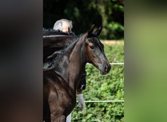 Warmblood austríaco, Yegua, Potro (05/2026)