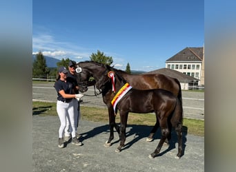Warmblood austríaco, Yegua, Potro (05/2026)