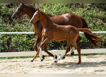 Warmblood austríaco, Yegua, Potro (04/2026)