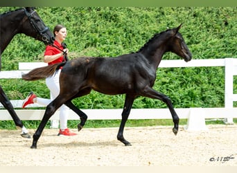 Warmblood austríaco, Yegua, Potro (02/2026)