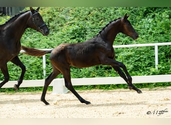 Warmblood austríaco, Yegua, Potro (02/2026)