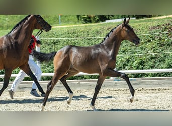 Warmblood austríaco, Yegua, Potro (04/2026), Castaño