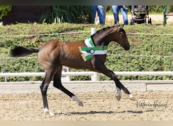Warmblood austríaco, Yegua, Potro (04/2026), Castaño