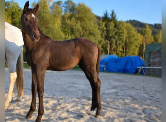 Warmblood austríaco, Yegua, Potro (06/2026), Musgo
