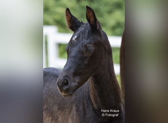 Warmblood austríaco, Yegua, Potro (06/2024), Negro