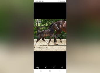 Warmblood austríaco, Yegua, Potro (07/2023), Negro