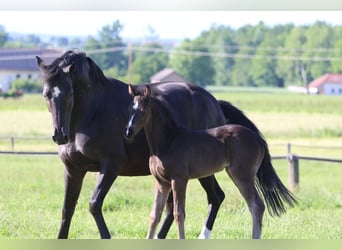 Warmblood austríaco, Yegua, , Negro