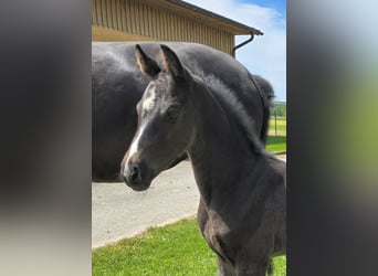 Warmblood austríaco, Yegua, , Negro