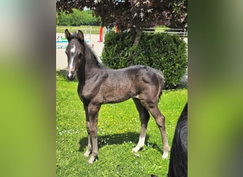 Warmblood austríaco, Yegua, , Negro