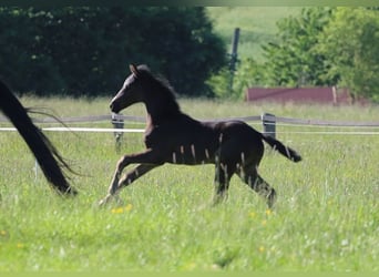 Warmblood austríaco, Yegua, , Negro