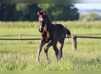 Warmblood austríaco, Yegua, , Negro