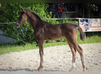 Warmblood austríaco, Yegua, , Negro
