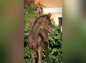 Warmblood austríaco, Yegua, , Negro