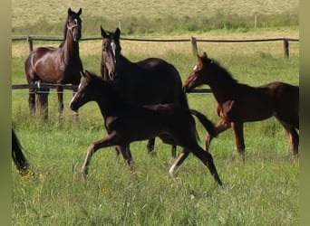 Warmblood austríaco, Yegua, , Negro