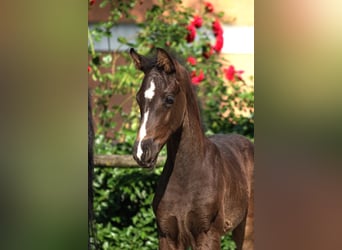 Warmblood austríaco, Yegua, , Negro