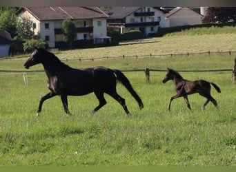 Warmblood austríaco, Yegua, , Negro